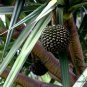 Pandanus Utilis, Common Screwpine Seed 200 PCS, Hong Ci Lu Dou