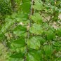 Paliurus Ramosissimus, Aubletia Ramosissima Seed 300 PCS, Ma Jia Zi