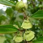 Paliurus Ramosissimus, Aubletia Ramosissima Seed 300 PCS, Ma Jia Zi