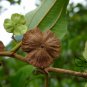Paliurus Ramosissimus, Aubletia Ramosissima Seed 300 PCS, Ma Jia Zi