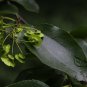 Paliurus Hemsleyanus, Chinese Coin Tree Seed 300 PCS, Tong Qian Shu
