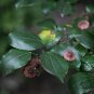 Paliurus Hemsleyanus, Chinese Coin Tree Seed 300 PCS, Tong Qian Shu