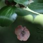 Paliurus Hemsleyanus, Chinese Coin Tree Seed 300 PCS, Tong Qian Shu