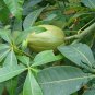 Pachira Macrocarpa, Guiana Chestnut Seed 30 PCS, Ma Laba Li