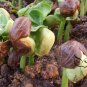 Pachira Macrocarpa, Guiana Chestnut Seed 30 PCS, Ma Laba Li