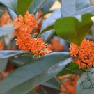 Osmanthus Fragrans, Sweet Osmanthus Seed 200 PCS, Sweet Olive Guihua