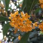 Osmanthus Fragrans, Sweet Osmanthus Seed 200 PCS, Sweet Olive Guihua