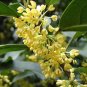 Osmanthus Fragrans, Sweet Osmanthus Seed 200 PCS, Sweet Olive Guihua