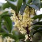 Osmanthus Fragrans, Sweet Osmanthus Seed 200 PCS, Sweet Olive Guihua