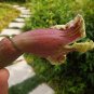 Oroxylum Indicum, Broken Bones Seed 200 PCS, Indian Caper Mu Hu Die