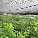 Ormosia Hosiei, Ormosia Taiana Seed 50 PCS, E Xi Hongdou