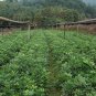 Ormosia Hosiei, Ormosia Taiana Seed 50 PCS, E Xi Hongdou