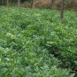 Ormosia Hosiei, Ormosia Taiana Seed 50 PCS, E Xi Hongdou