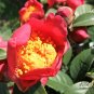 Oil Camellia, Camellia Oleifera Seed 100 PCS, Hong Hua Youcha
