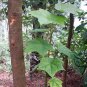 Mytilaria Laosensis, Ke Cai Guo Seed 100 PCS, Mi Lao Pai
