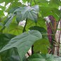 Mytilaria Laosensis, Ke Cai Guo Seed 100 PCS, Mi Lao Pai