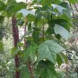 Mytilaria Laosensis, Ke Cai Guo Seed 100 PCS, Mi Lao Pai
