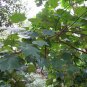 Mytilaria Laosensis, Ke Cai Guo Seed 100 PCS, Mi Lao Pai