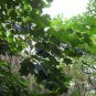 Mytilaria Laosensis, Ke Cai Guo Seed 100 PCS, Mi Lao Pai