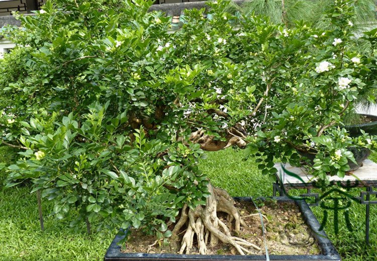 Murraya Exotica, Murraya Paniculata Seed 500 PCS, Orange Jessamine Jiu Lixiang