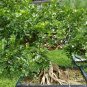 Murraya Exotica, Murraya Paniculata Seed 500 PCS, Orange Jessamine Jiu Lixiang