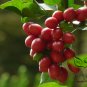 Murraya Exotica, Murraya Paniculata Seed 500 PCS, Orange Jessamine Jiu Lixiang