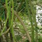 Moringa Oleifera, Horseradish Tree Seed 200 PCS, Drumstick Tree La Mu