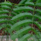 Mimosa Sepiaria, King of Hedges Seed 1000 PCS, Le Zi Shu
