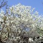 Michelia Alba, White Champaca Seed 300 PCS, White Sandalwood Bai Yu Lan
