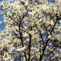 Michelia Alba, White Champaca Seed 300 PCS, White Sandalwood Bai Yu Lan