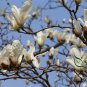 Michelia Alba, White Champaca Seed 300 PCS, White Sandalwood Bai Yu Lan