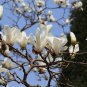 Michelia Alba, White Champaca Seed 300 PCS, White Sandalwood Bai Yu Lan