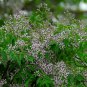 Melia Azedarach, Chinaberry Tree Seed 200 PCS, White Cedar Ku Lian