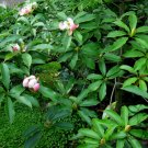 Manglietia Insignis, Red Lotus Seed 300 PCS, Hong Hua Mu Lian