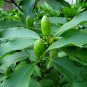 Manglietia Insignis, Red Lotus Seed 300 PCS, Hong Hua Mu Lian