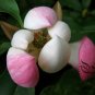 Manglietia Insignis, Red Lotus Seed 300 PCS, Hong Hua Mu Lian