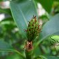 Manglietia Insignis, Red Lotus Seed 300 PCS, Hong Hua Mu Lian