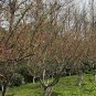 Malus Halliana, Hall Crabapple Seed 1000 PCS, Chui Si Hai Tang