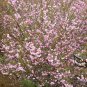Malus Halliana, Hall Crabapple Seed 1000 PCS, Chui Si Hai Tang