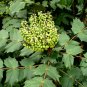 Mahonia Fortunei, Chinese Mahonia Seed 500 PCS, Shi Da Gonglao