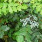 Mahonia Fortunei, Chinese Mahonia Seed 500 PCS, Shi Da Gonglao