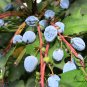 Mahonia Fortunei, Chinese Mahonia Seed 500 PCS, Shi Da Gonglao