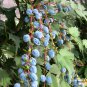 Mahonia Fortunei, Chinese Mahonia Seed 500 PCS, Shi Da Gonglao