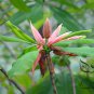 Magnolia Officinalis, Houpu Magnolia Seed 300 PCS, Magnolia-bark Hou Po