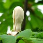 Magnolia Officinalis, Houpu Magnolia Seed 300 PCS, Magnolia-bark Hou Po