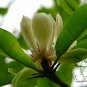 Magnolia Officinalis, Houpu Magnolia Seed 300 PCS, Magnolia-bark Hou Po