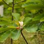 Magnolia Officinalis, Houpu Magnolia Seed 300 PCS, Magnolia-bark Hou Po