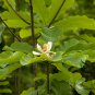Magnolia Officinalis, Houpu Magnolia Seed 300 PCS, Magnolia-bark Hou Po