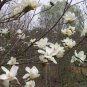 Magnolia Liliiflora, Lily Magnolia Seed 300 PCS, Woody-orchid Mulan