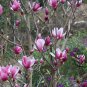 Magnolia Liliiflora, Lily Magnolia Seed 300 PCS, Woody-orchid Mulan